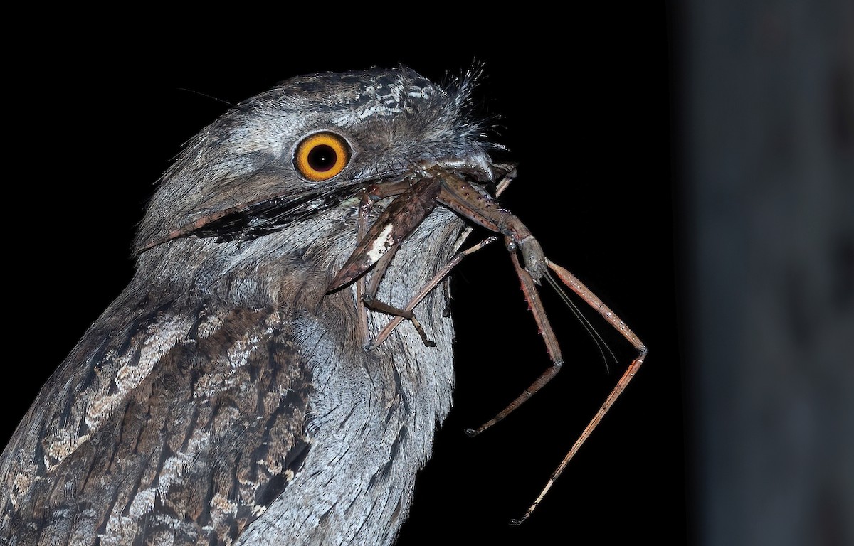 Tawny Frogmouth - ML554493401