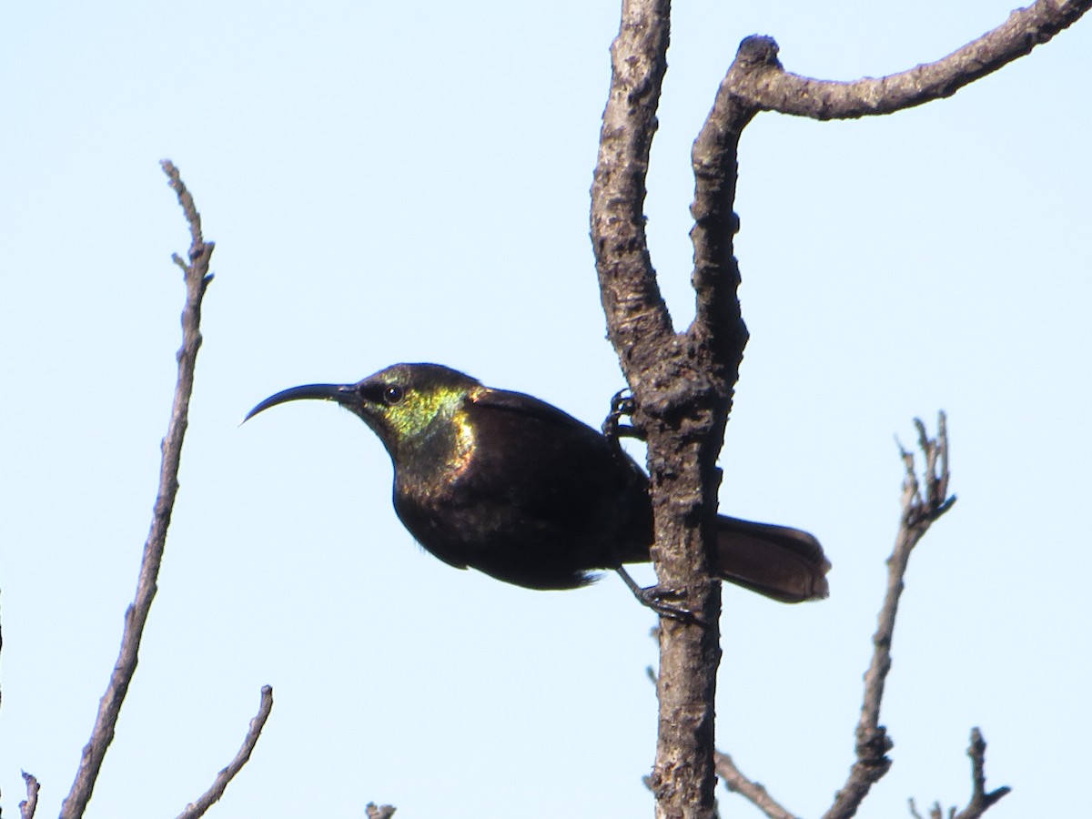 Bronze Sunbird - ML554493561