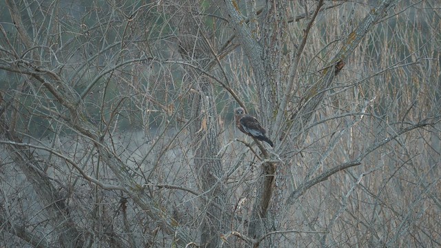 Western Marsh Harrier - ML554493641