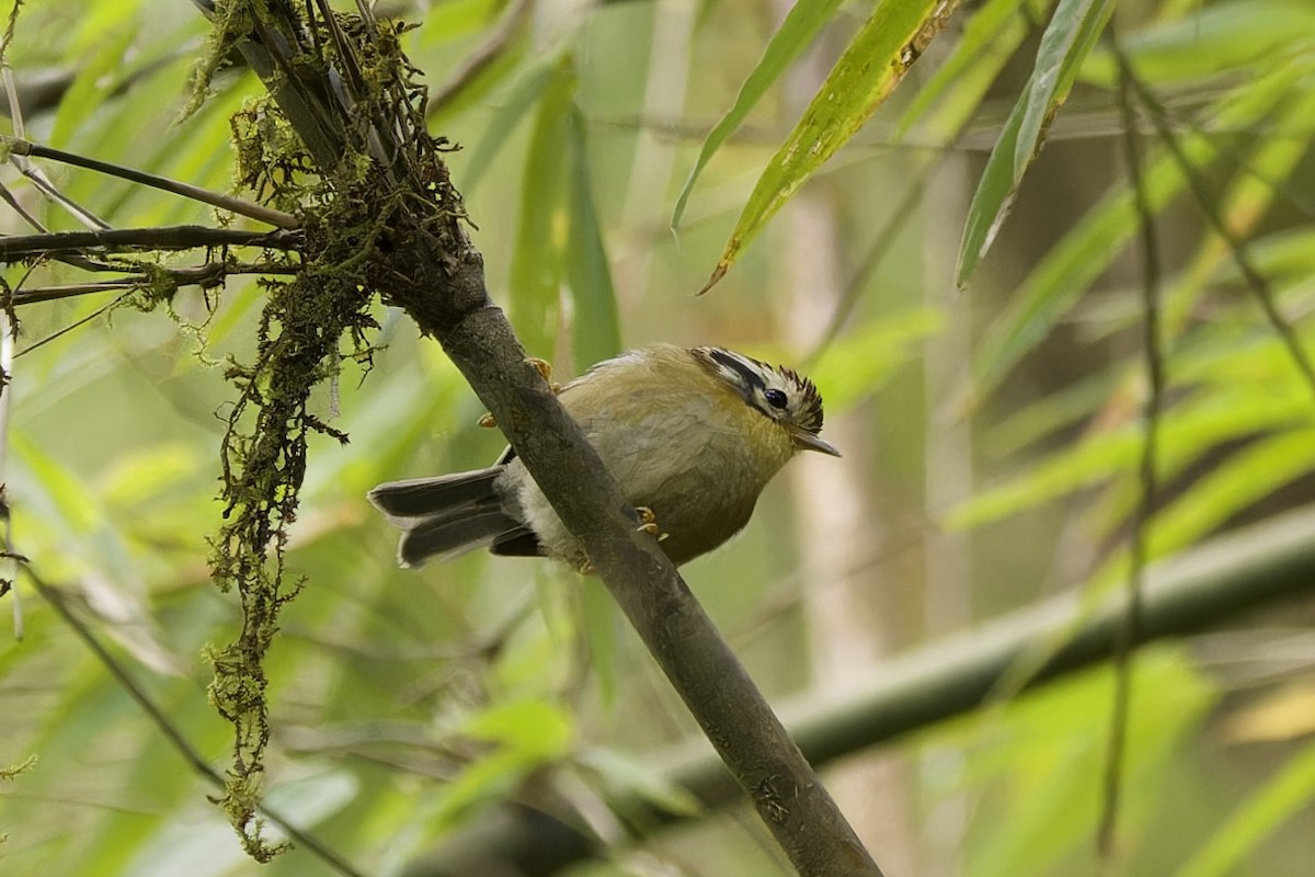 Rufous-winged Fulvetta - ML554493741