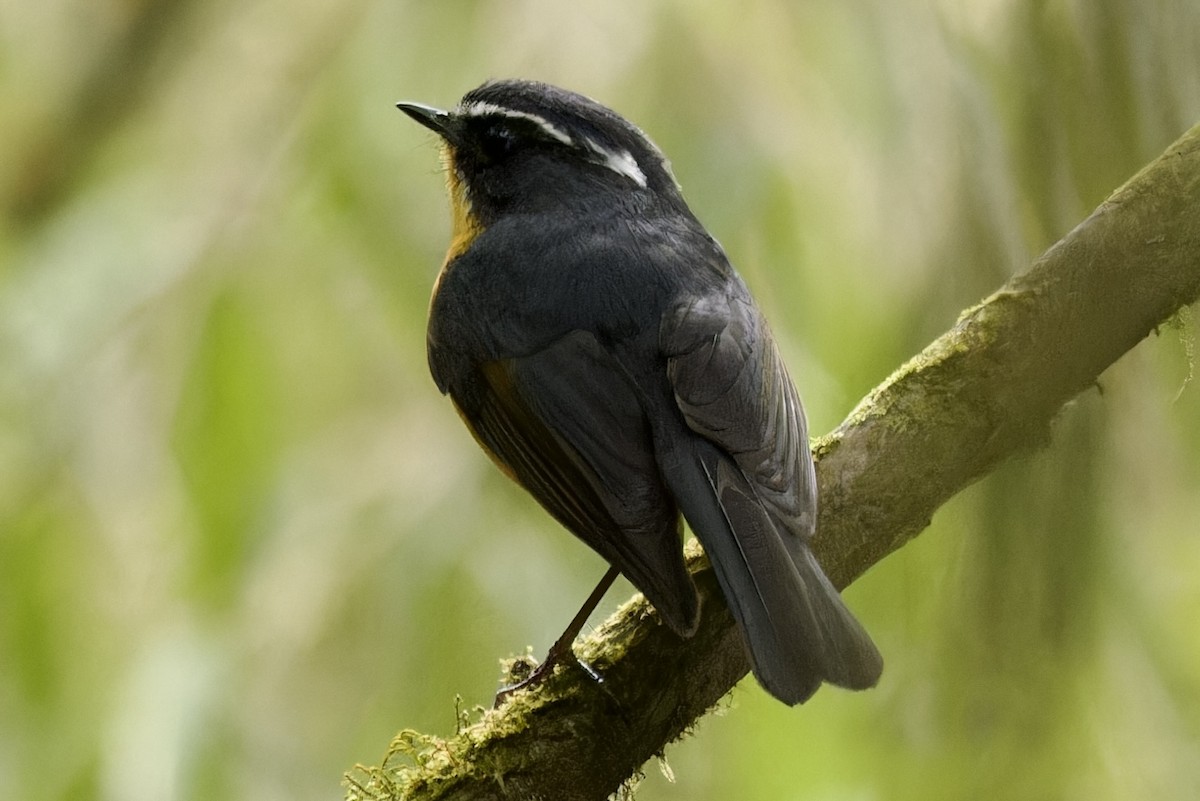 White-browed Bush-Robin - ML554494311
