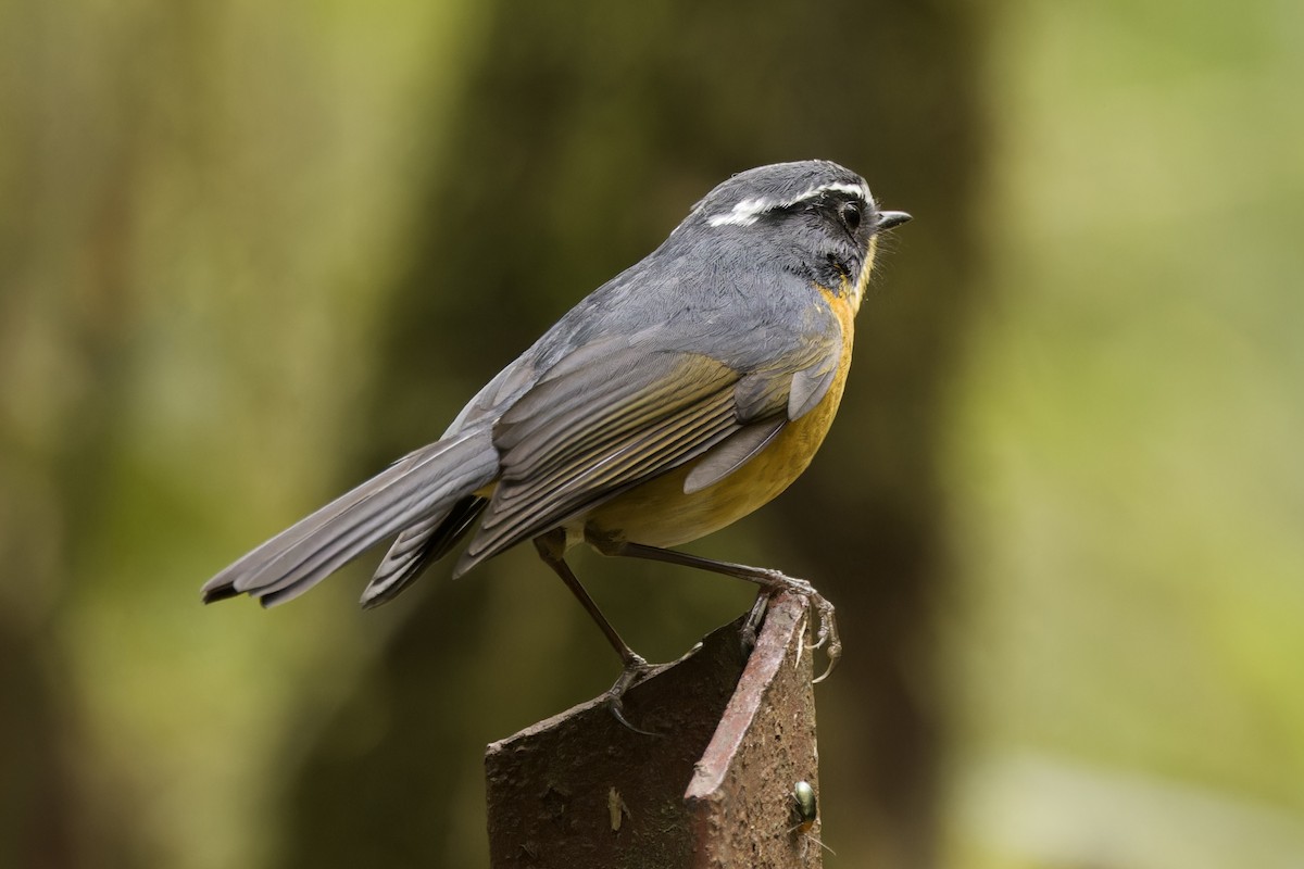 White-browed Bush-Robin - ML554494331