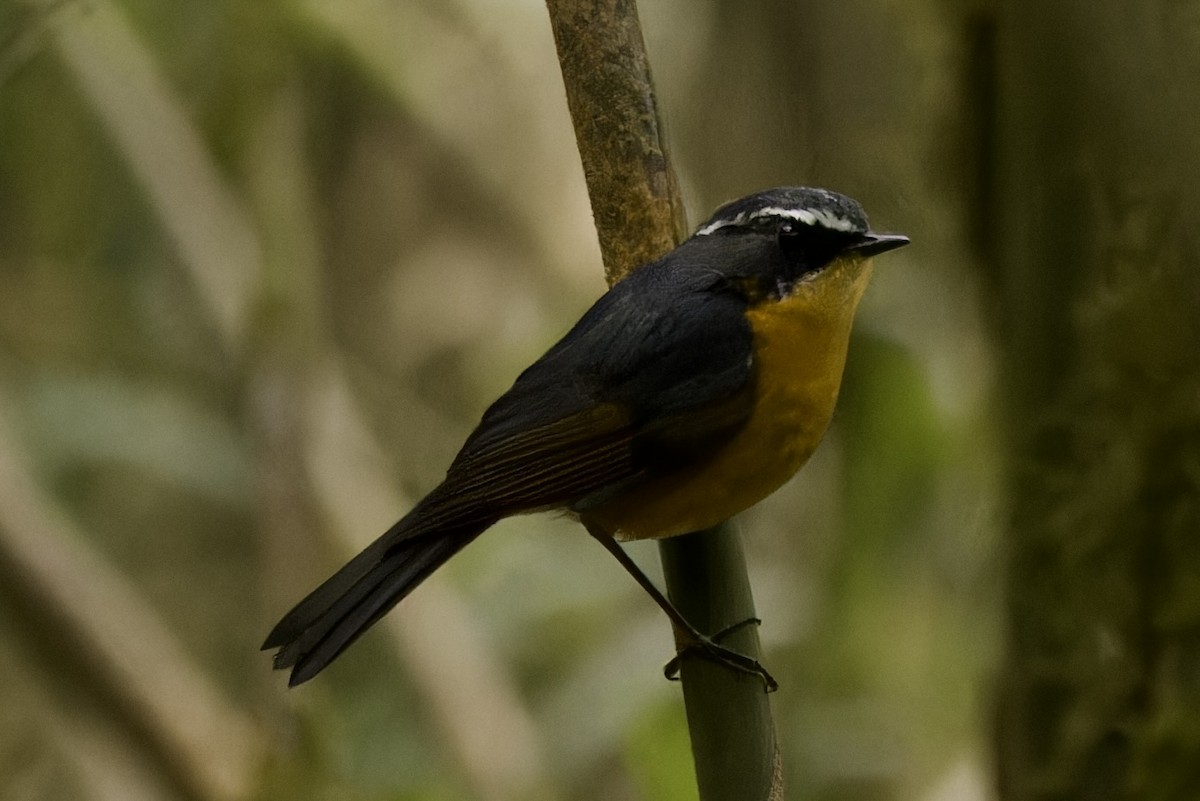 White-browed Bush-Robin - ML554494441
