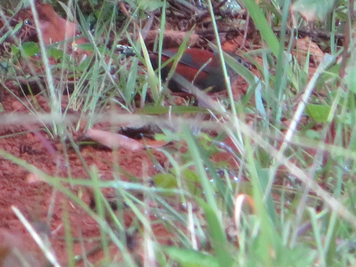 Red-faced Crimsonwing (Eastern) - ML554494471