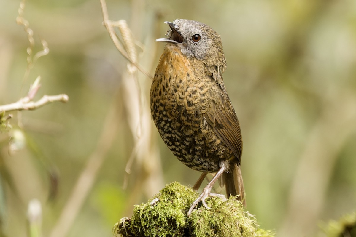 Rufous-throated Wren-Babbler - Ted Burkett