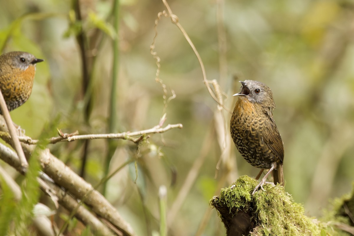 Rufous-throated Wren-Babbler - ML554494631