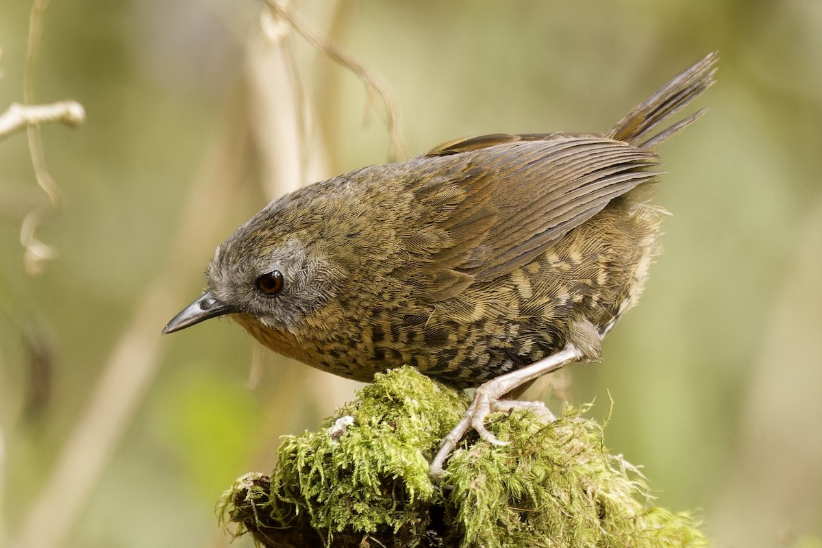 Rufous-throated Wren-Babbler - ML554494651