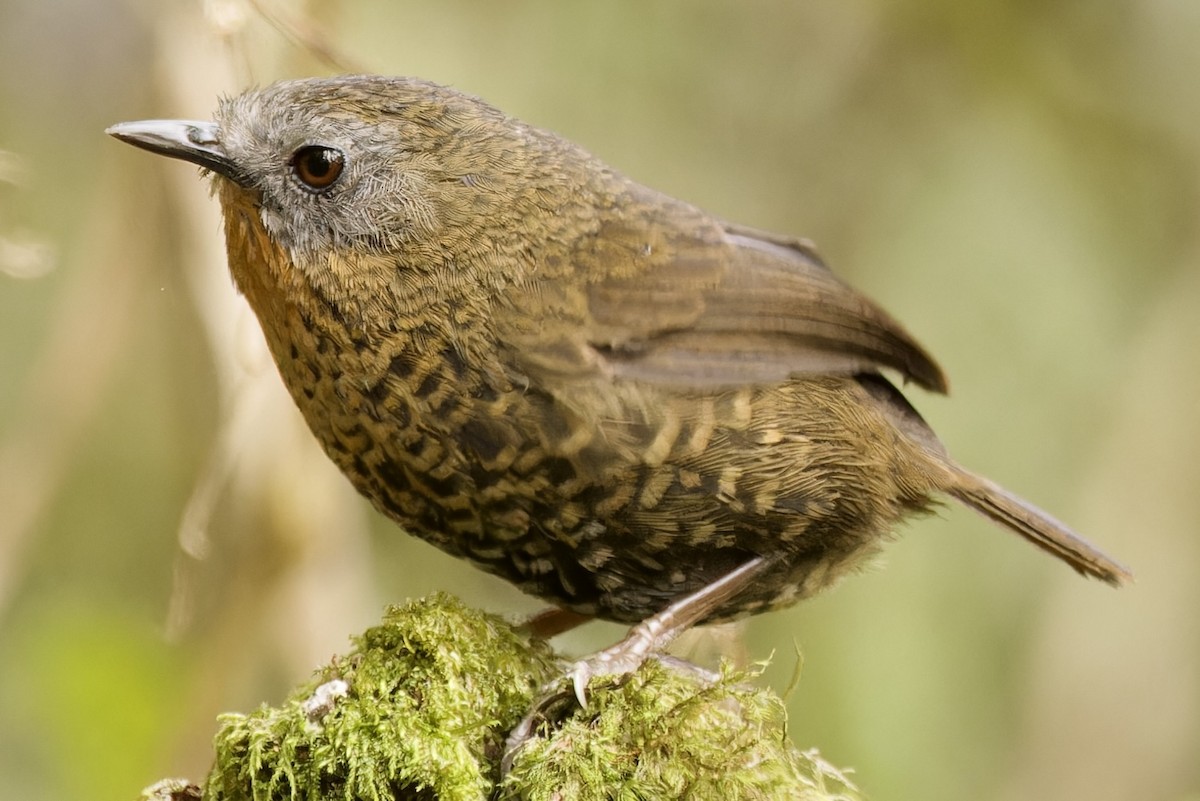 Rufous-throated Wren-Babbler - ML554494701