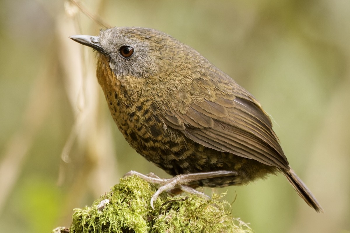 Rufous-throated Wren-Babbler - ML554494711