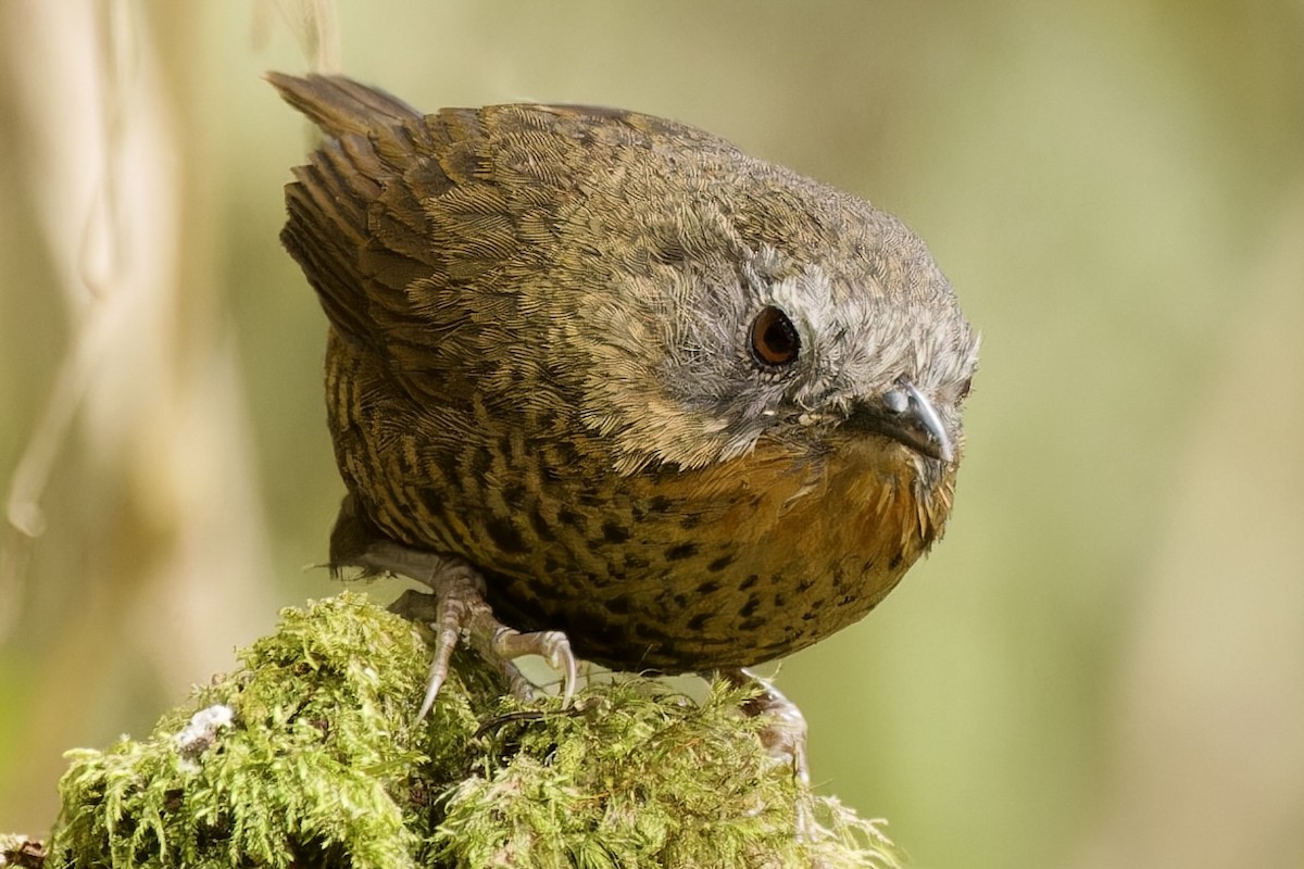 Rufous-throated Wren-Babbler - ML554494721