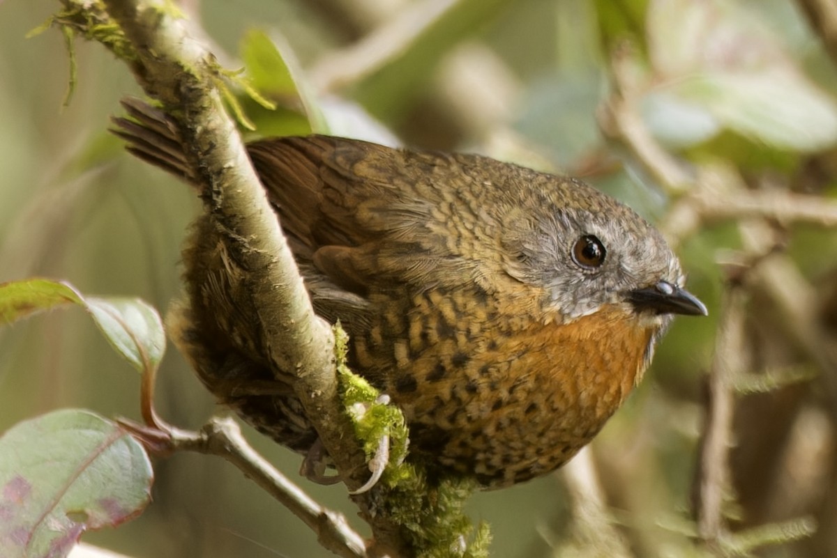Rufous-throated Wren-Babbler - ML554494771