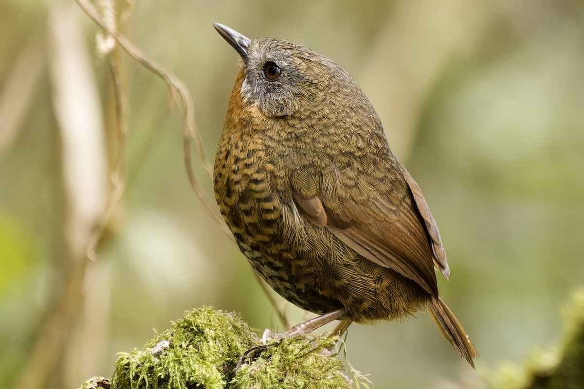 Rufous-throated Wren-Babbler - ML554494781