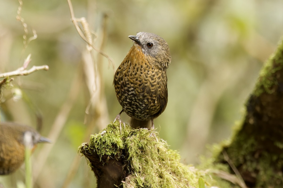Rufous-throated Wren-Babbler - ML554494901