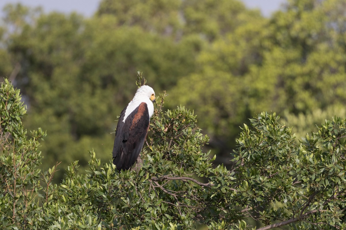 African Fish-Eagle - ML554495021