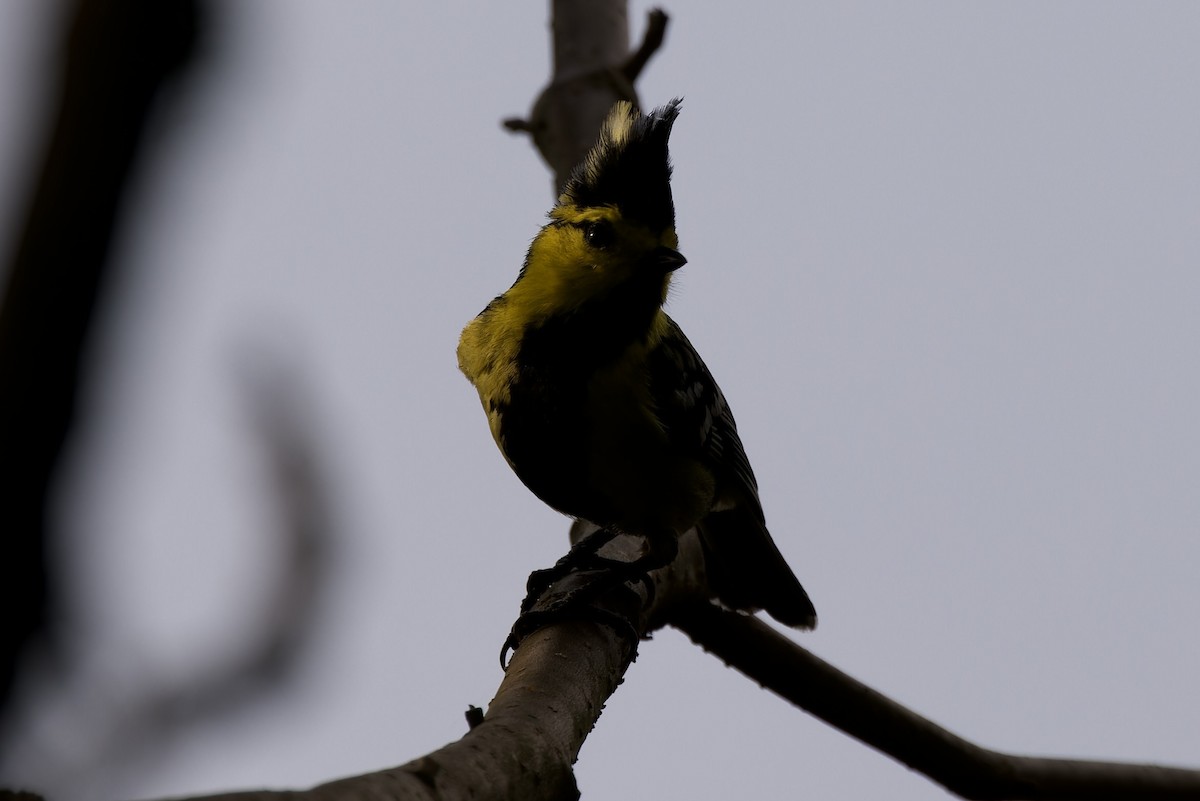 Yellow-cheeked Tit - ML554495491