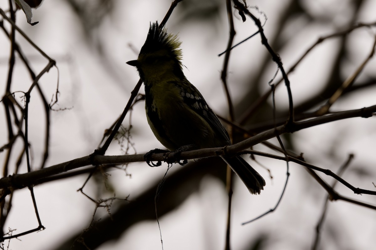 Yellow-cheeked Tit - ML554495521