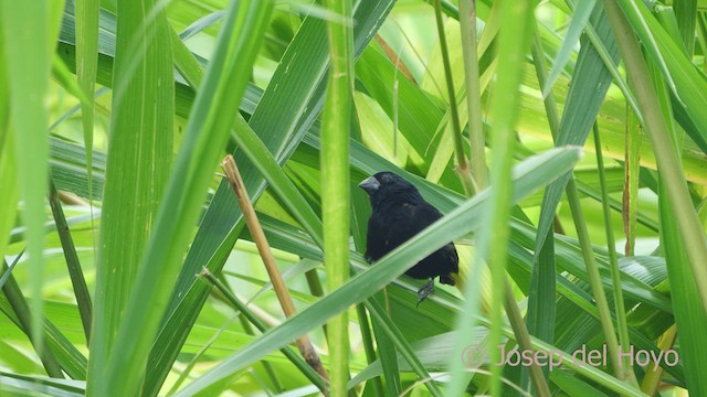 Thick-billed Seed-Finch - ML554495591