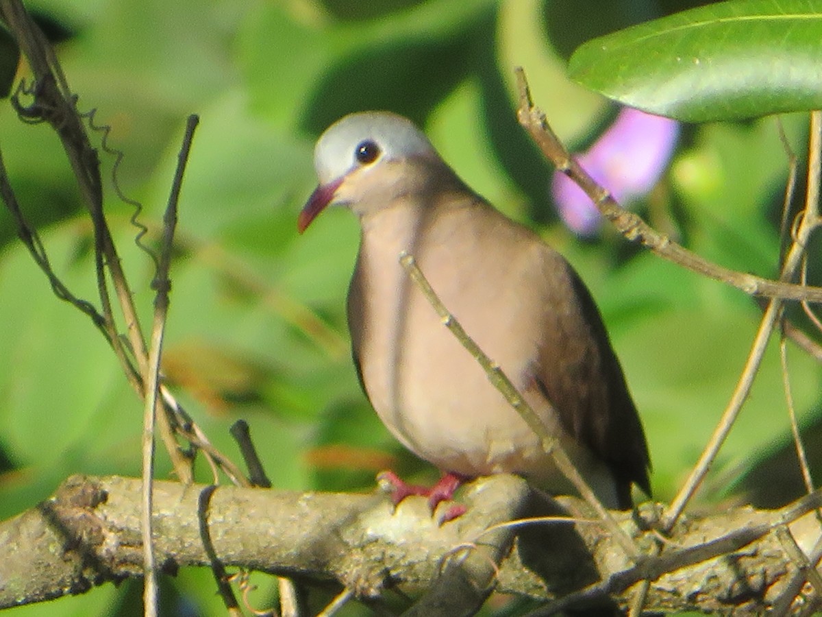 Lemon Dove - Morgan  Saineti