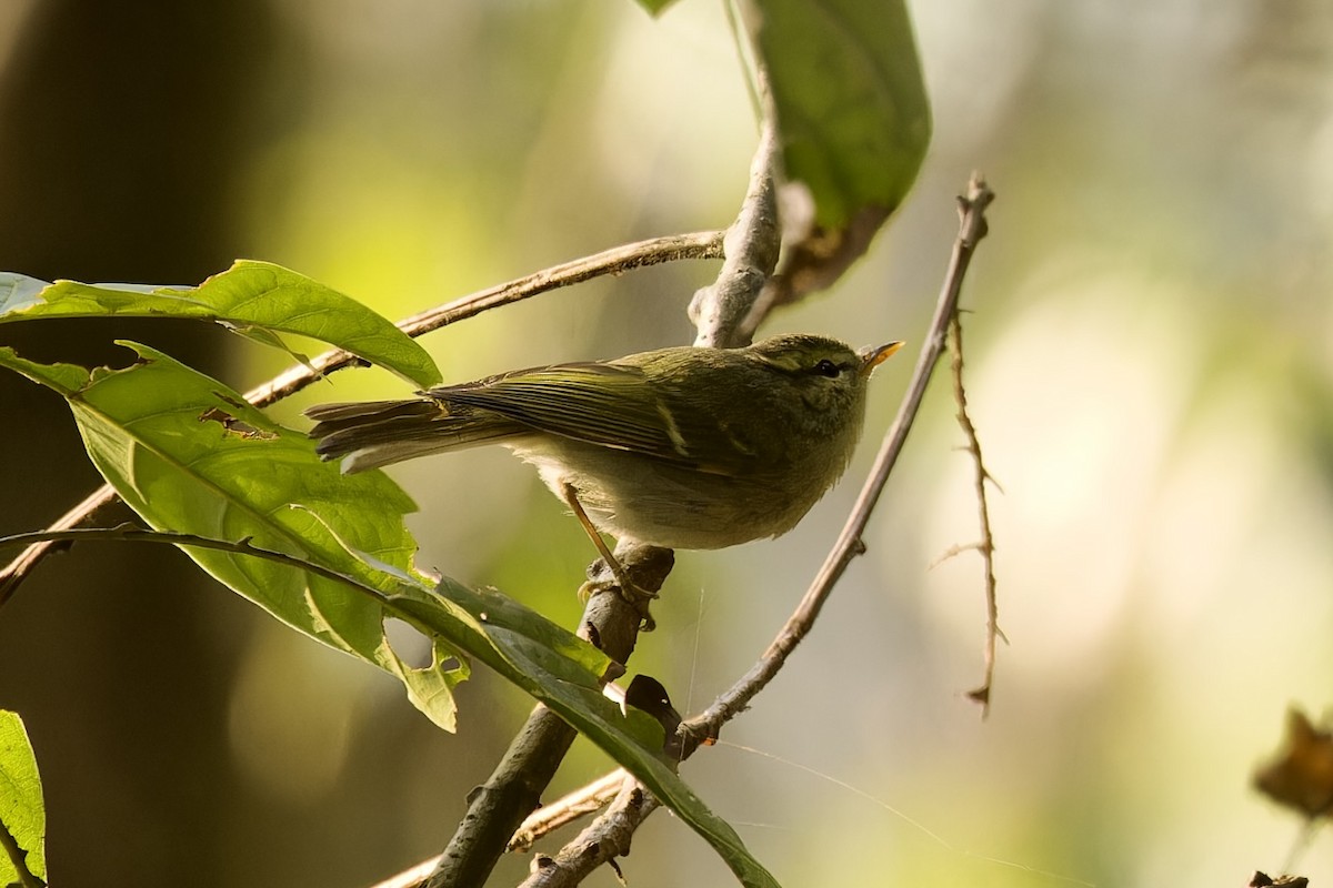 Blyth's Leaf Warbler - ML554495901