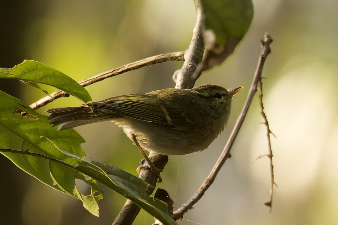 Blyth's Leaf Warbler - ML554495931