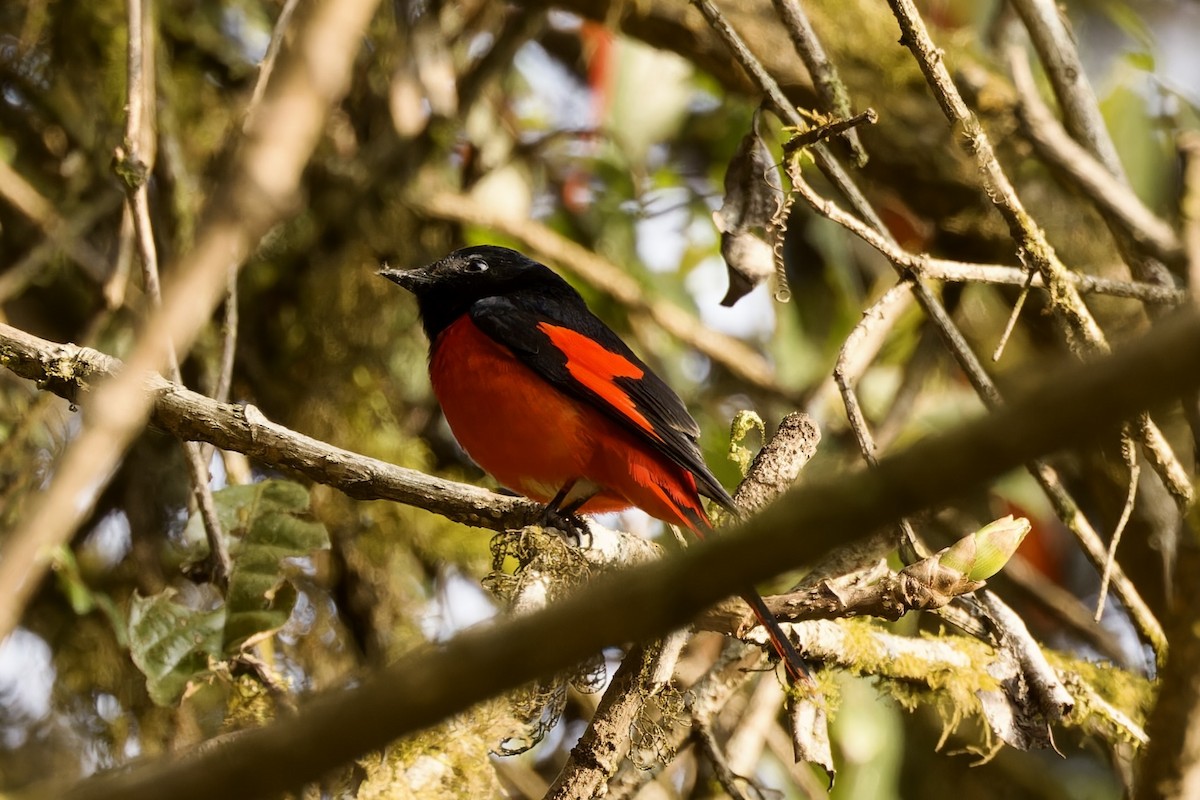 Scarlet Minivet - ML554496121