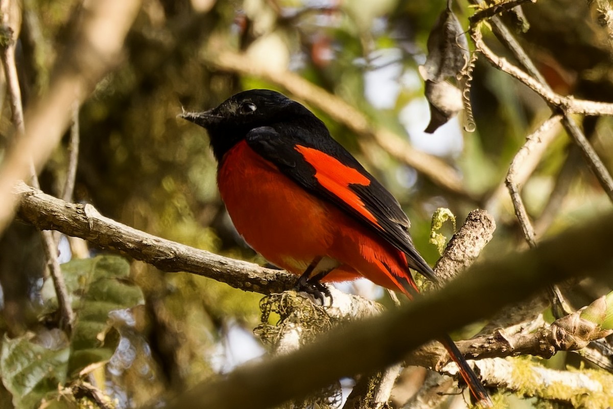 Scarlet Minivet - ML554496131