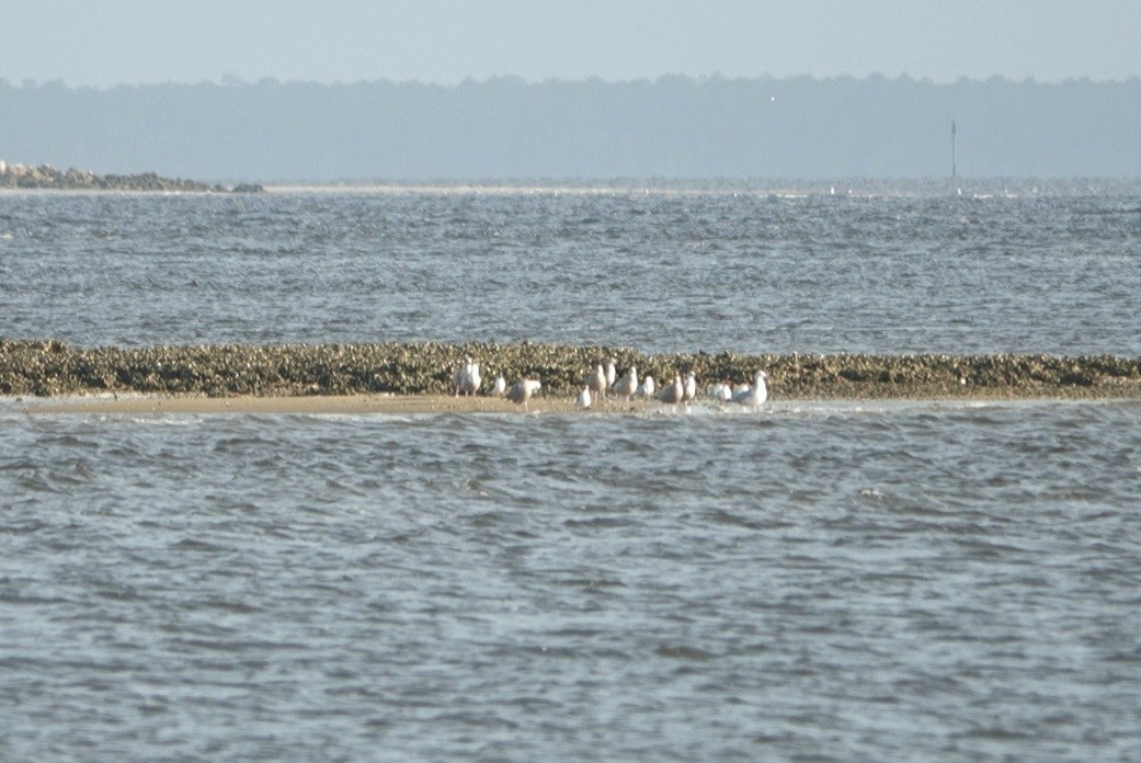 Gaviota Argéntea - ML554496161