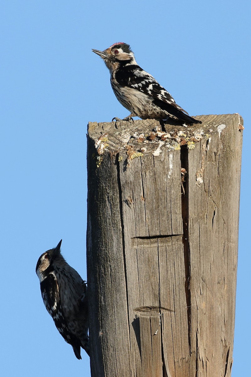 Lesser Spotted Woodpecker - ML554496511