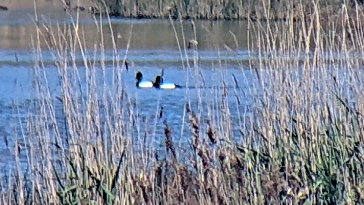 Greater Scaup - ML554496811
