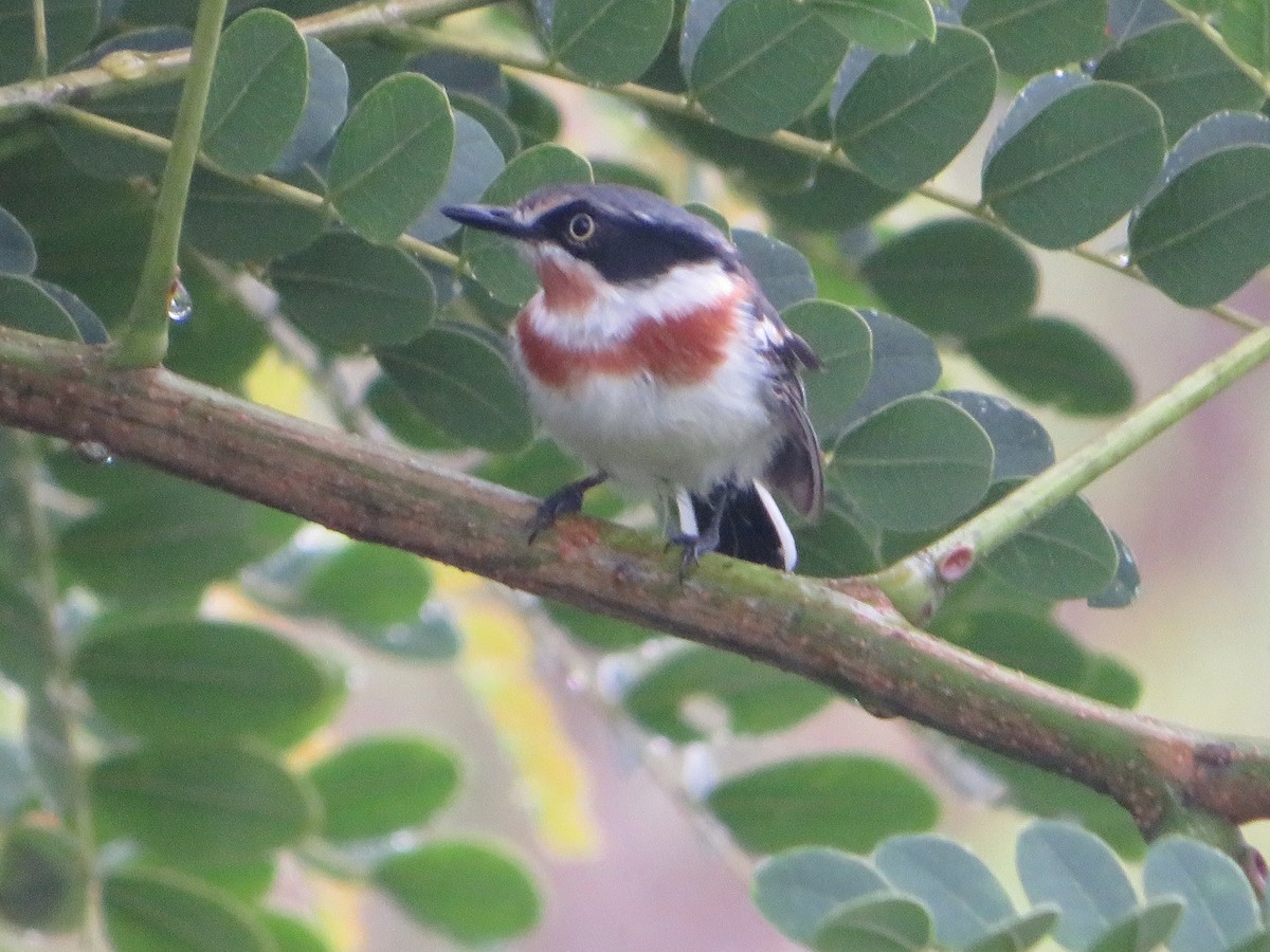 Pale Batis - ML554497741