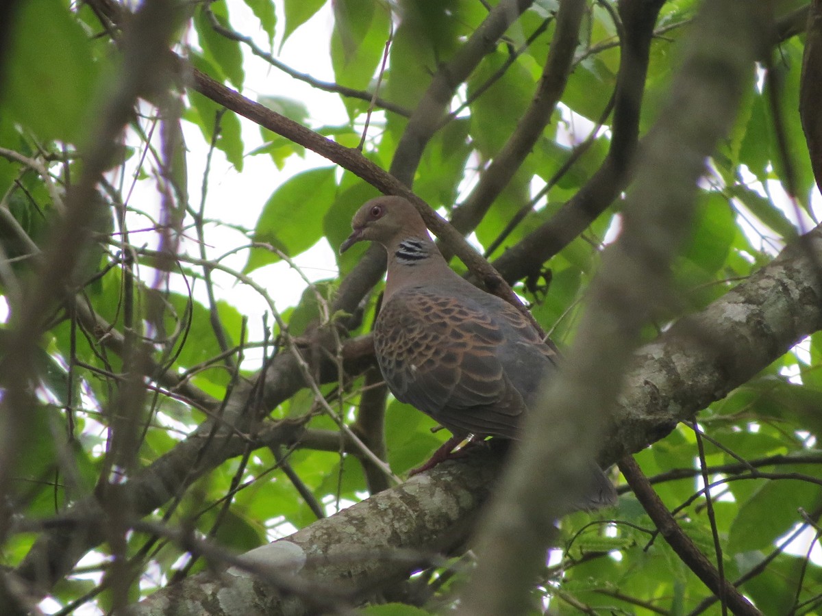 Oriental Turtle-Dove - ML55449781