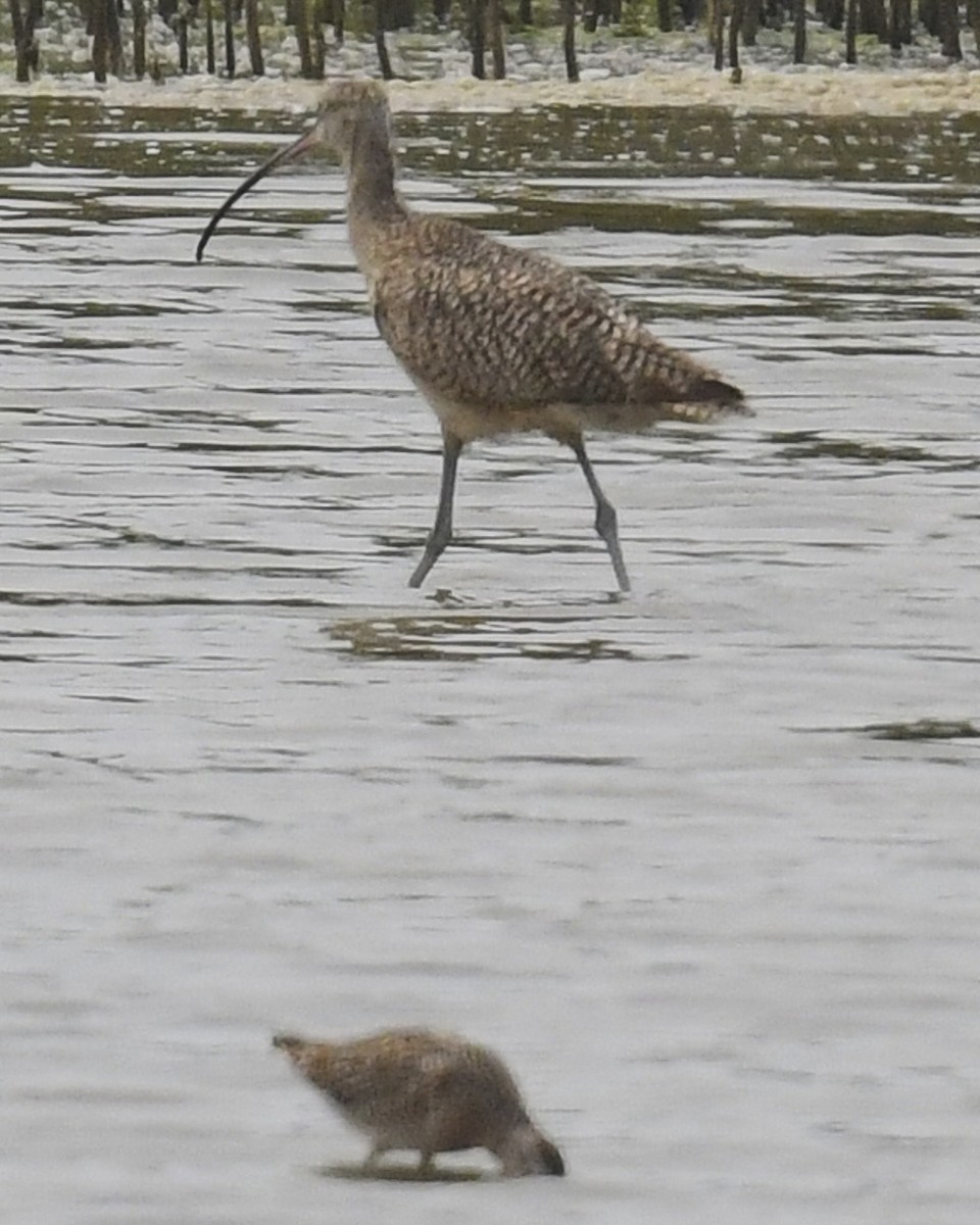 Long-billed Curlew - ML554497931
