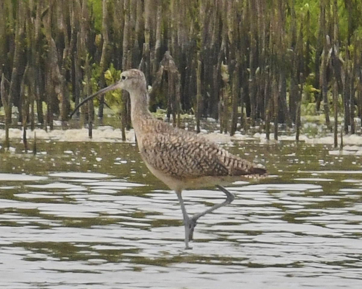 Long-billed Curlew - ML554497941