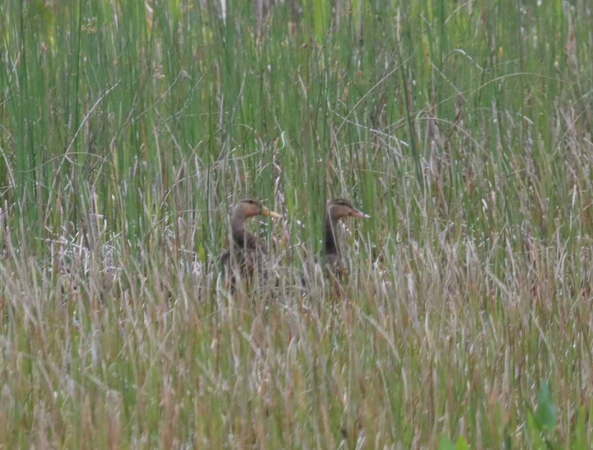 Mottled Duck - ML554499541