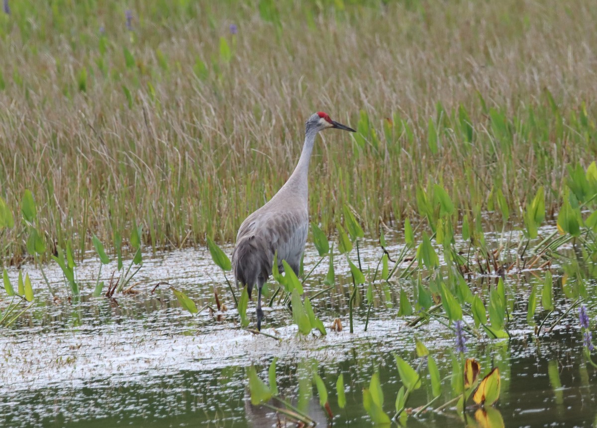 Sandhill Crane - ML554499661