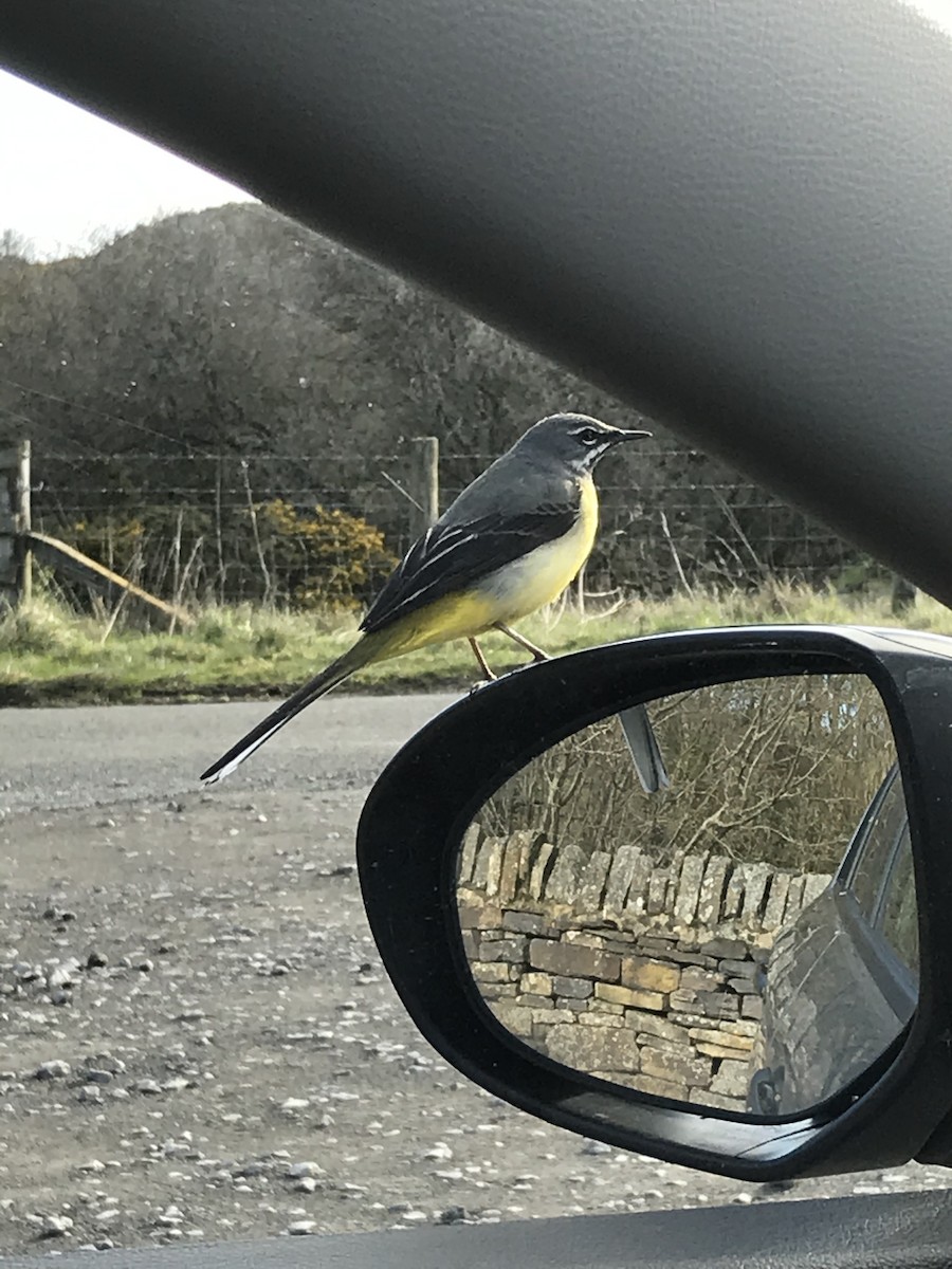 Gray Wagtail - ML554500671