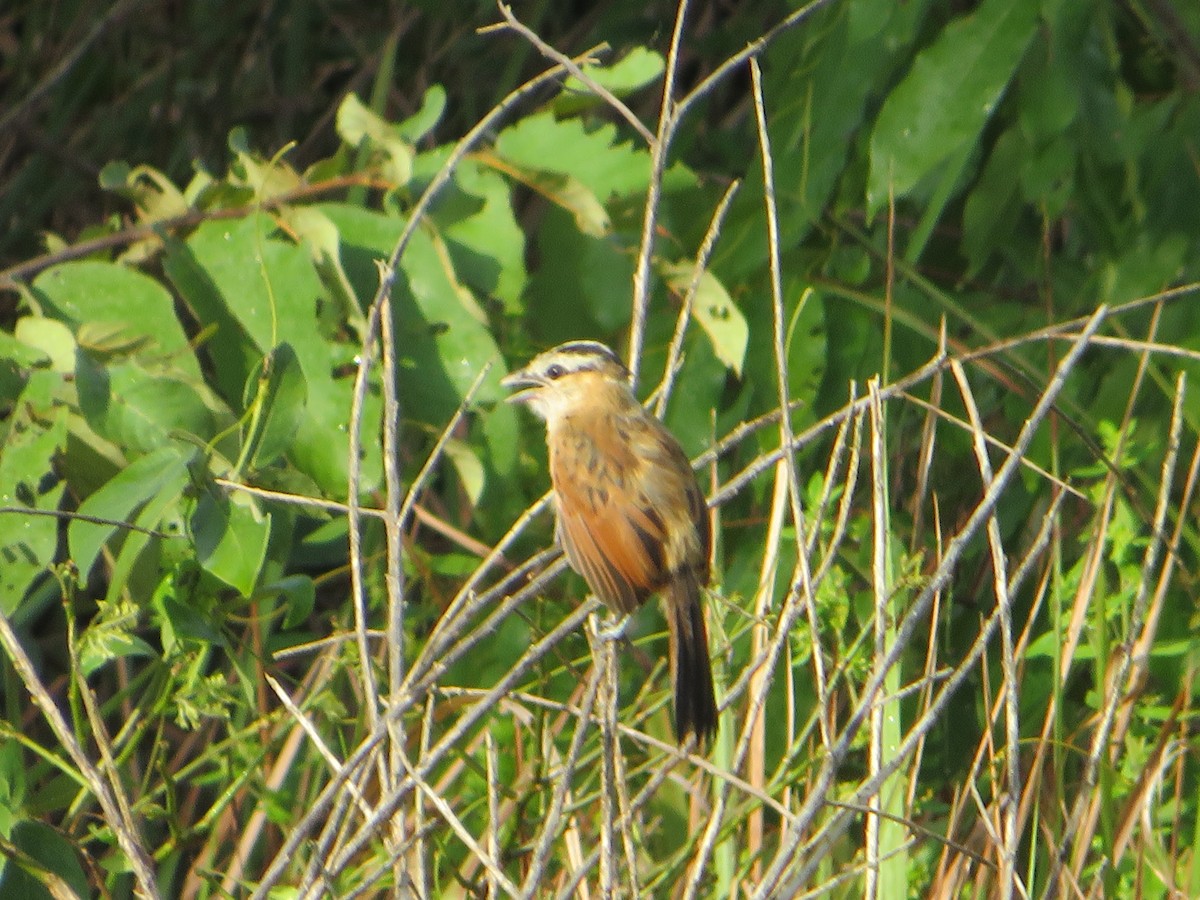 Marsh Tchagra (Anchieta's) - ML554500711