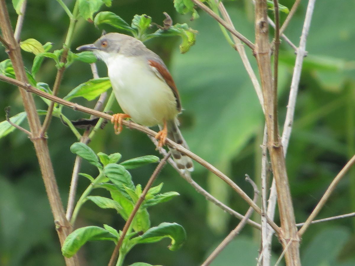 Red-winged Prinia - Morgan  Saineti