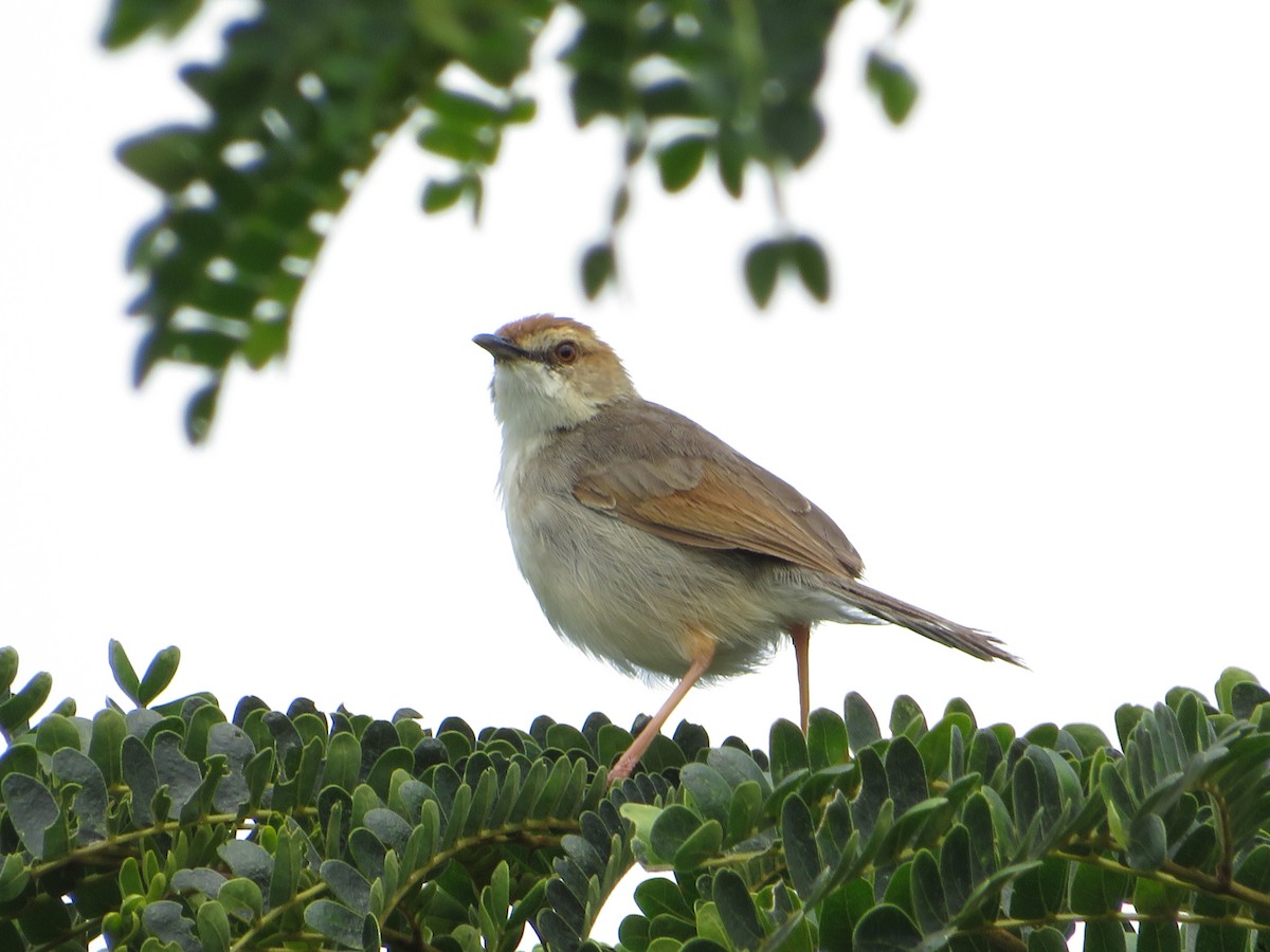 Singing Cisticola - ML554501351