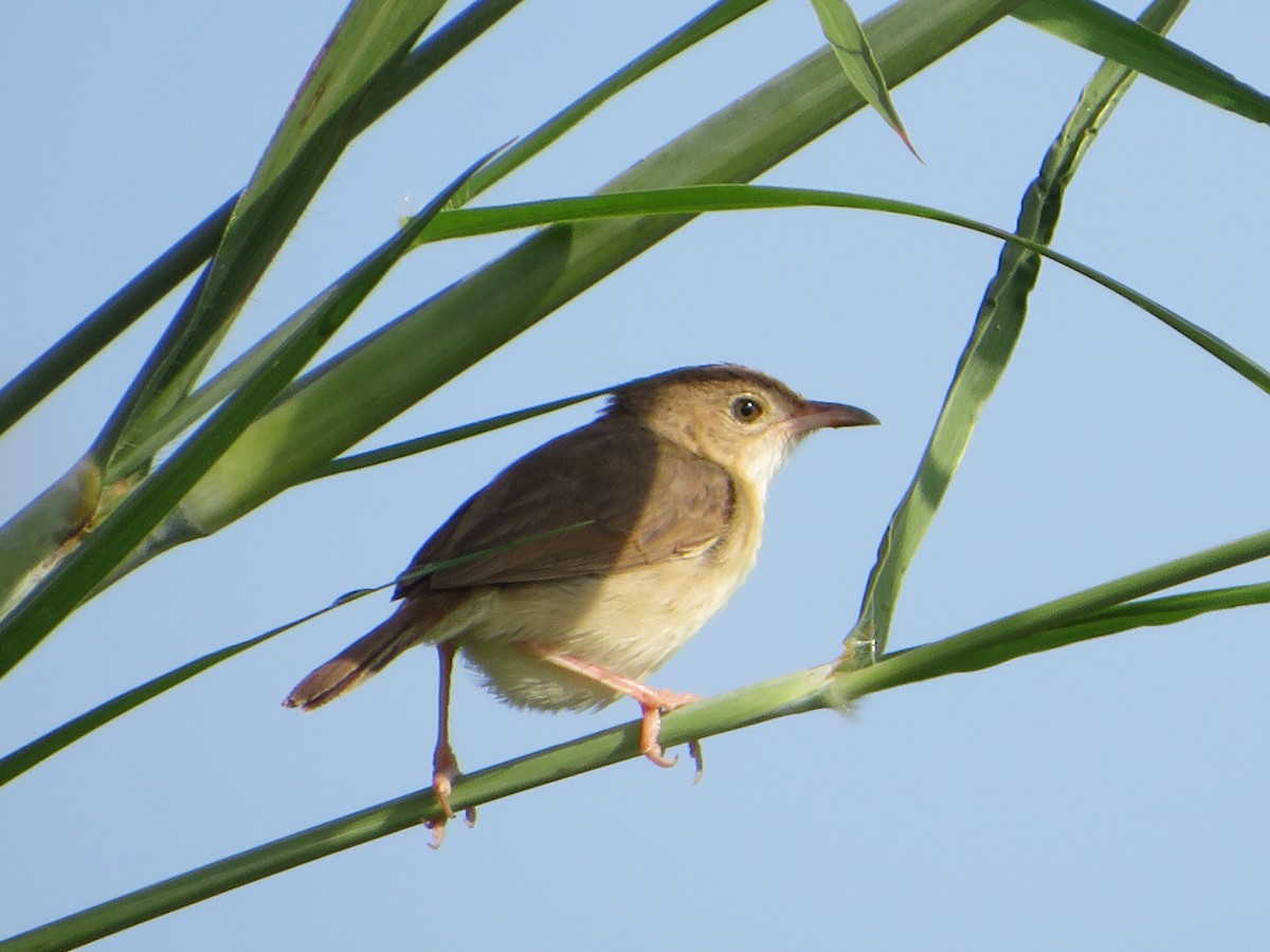 Siffling Cisticola - ML554501501
