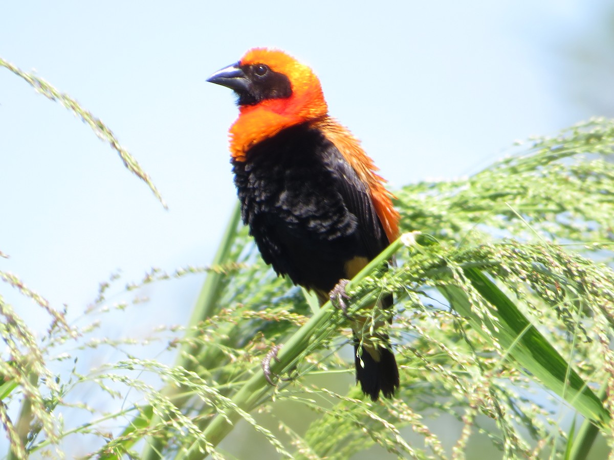 Black-winged Bishop - ML554501751
