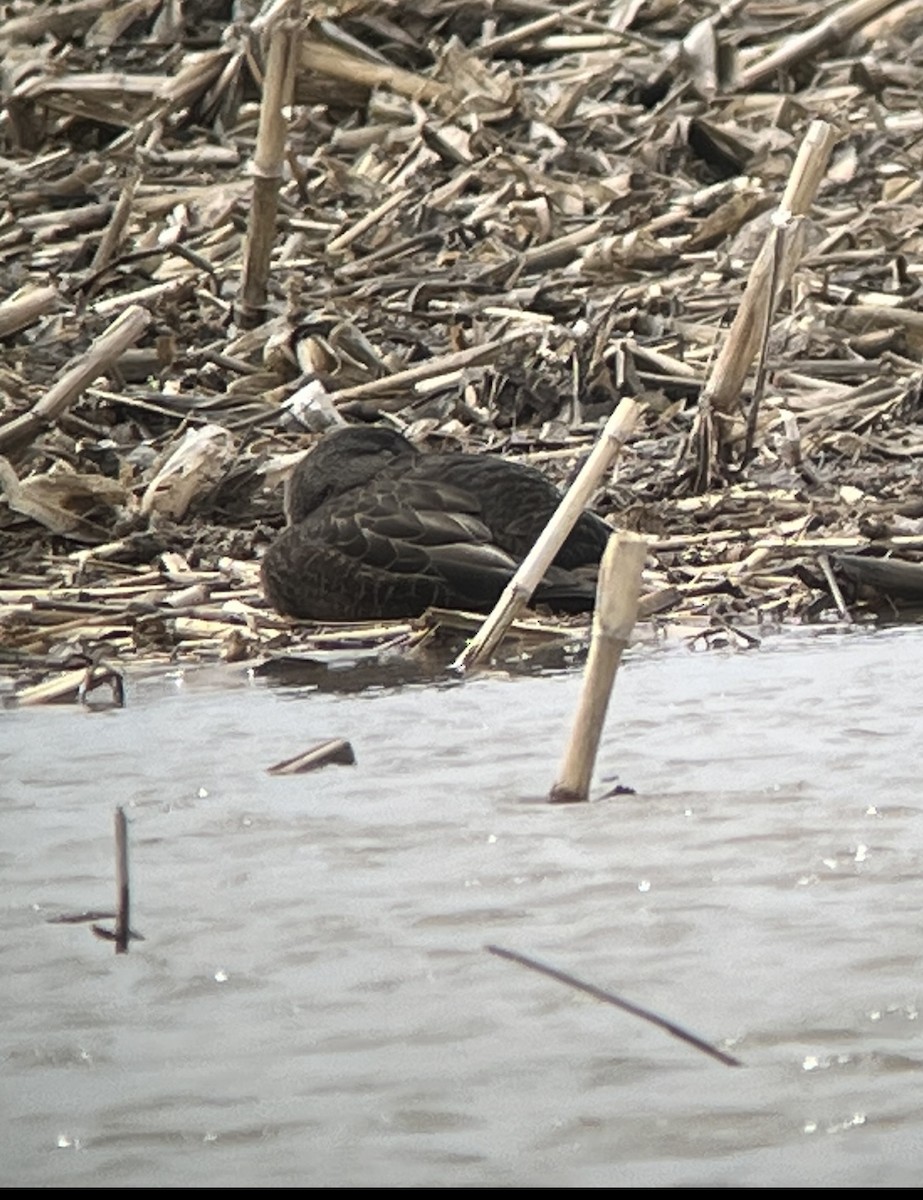 American Black Duck - ML554502181