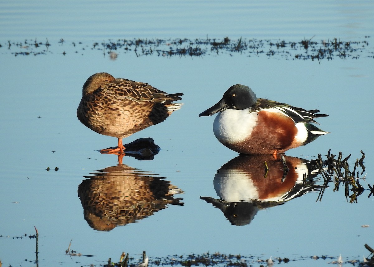 Northern Shoveler - ML554503241