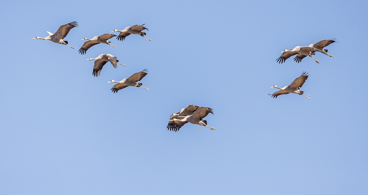 Common Crane - Georgina Cole