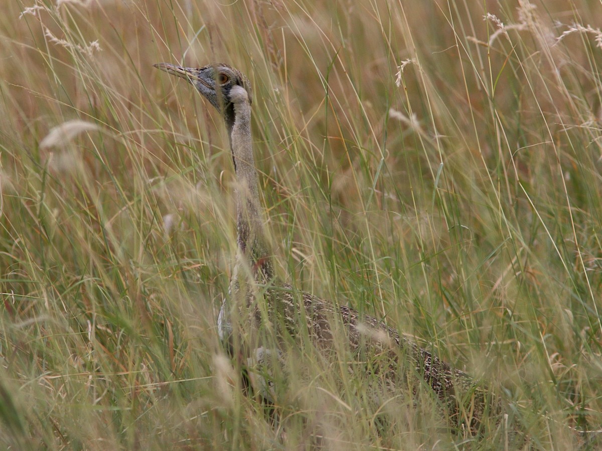 Hartlaub's Bustard - Attila Steiner