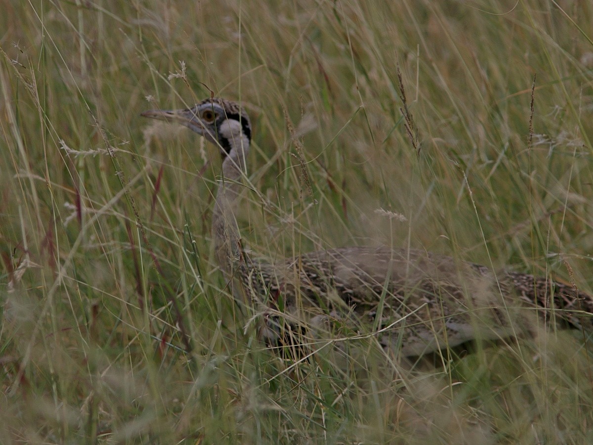 Hartlaub's Bustard - ML554503481