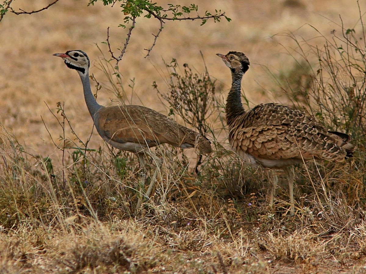 White-bellied Bustard - ML554503781