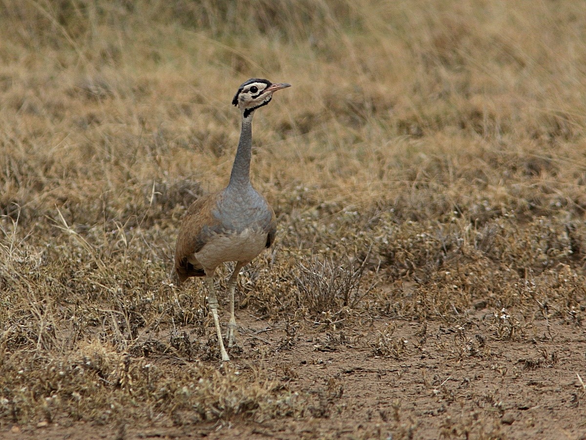 White-bellied Bustard - ML554503801