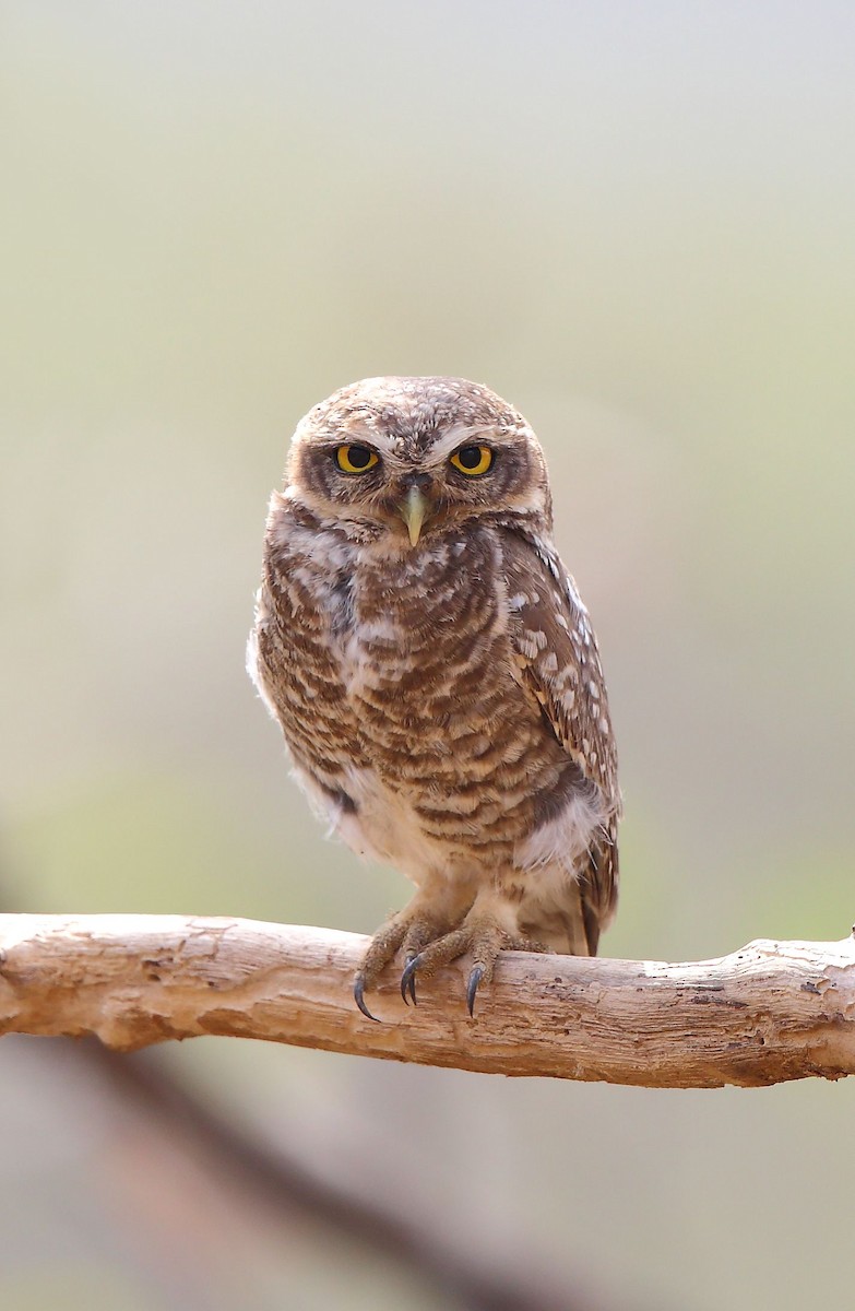 Spotted Owlet - ML55450681