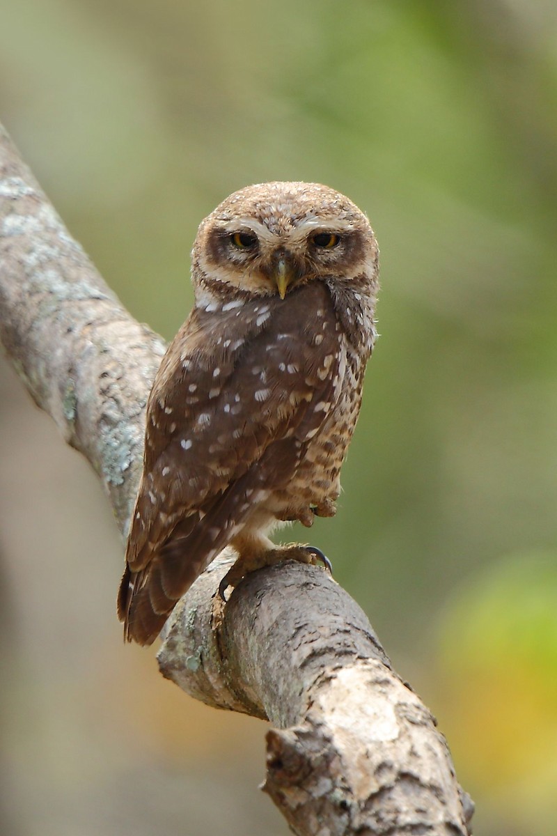 Spotted Owlet - ML55450701